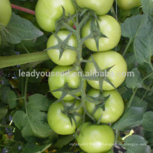 A energia T50 indeterminada cresce tipos diferentes das sementes do tomate híbrido de sementes para vendas